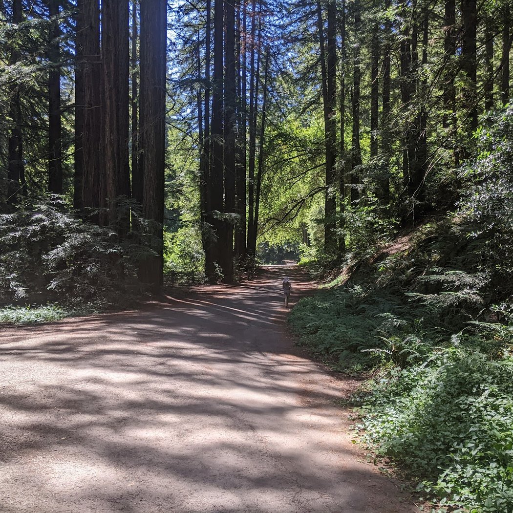 Hikes for Tykes: Redwood Regional 1