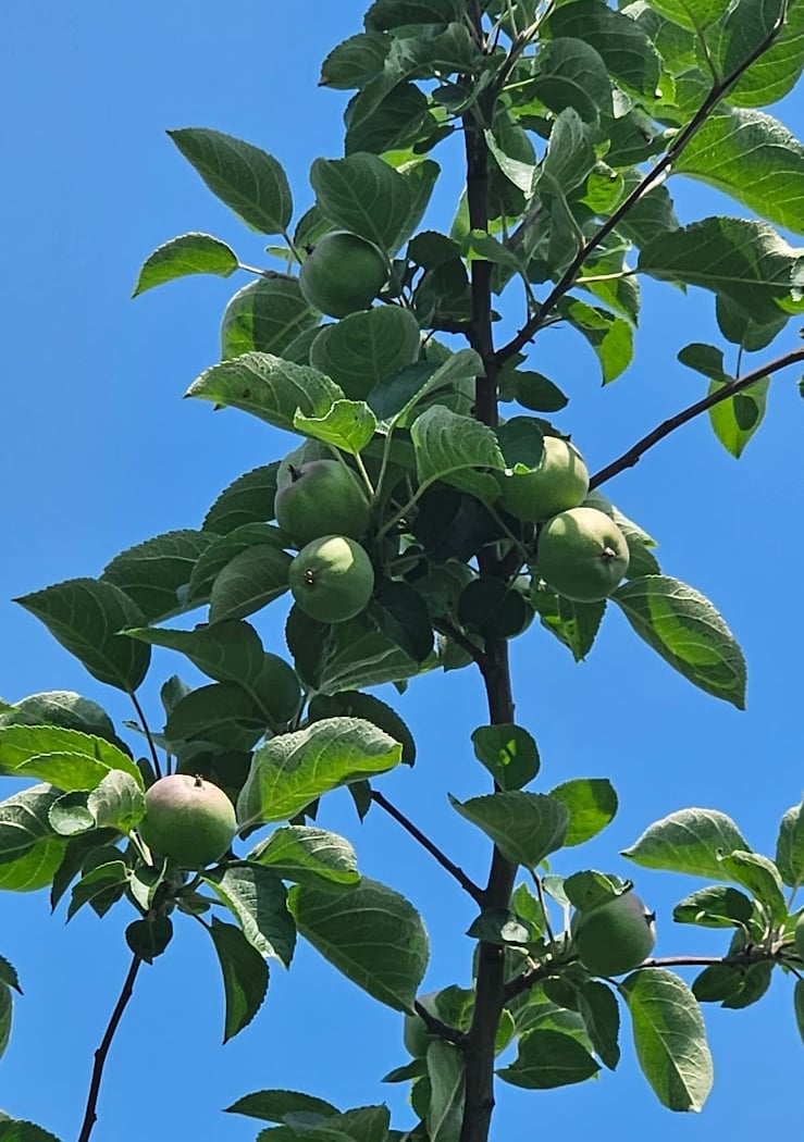 Smyth's Apple Orchard 2