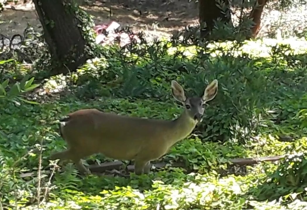 Orinda 3
