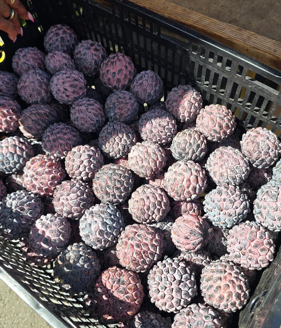Marché Forain de Sainte-Suzanne 1