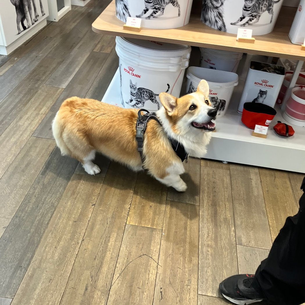 Semaine nationale du Chien 2025 1