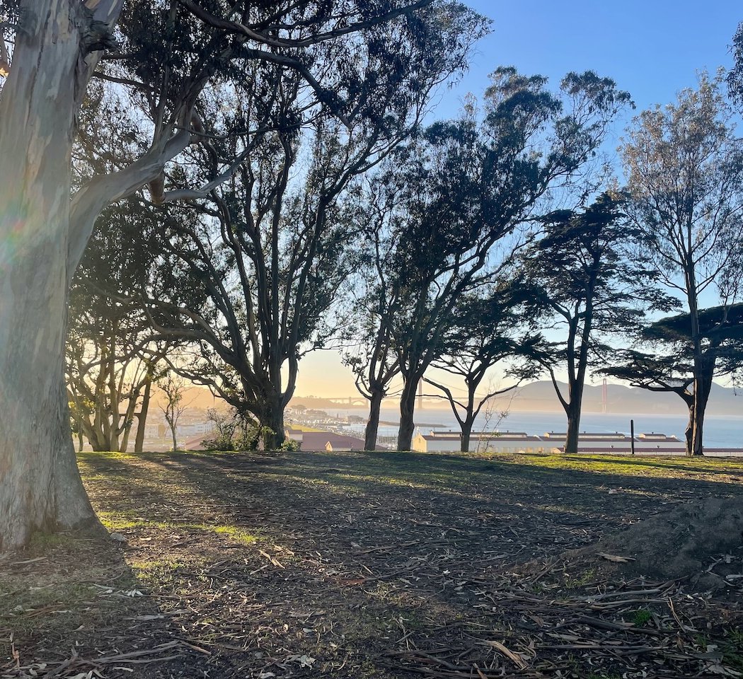Eucalyptus Grove 1