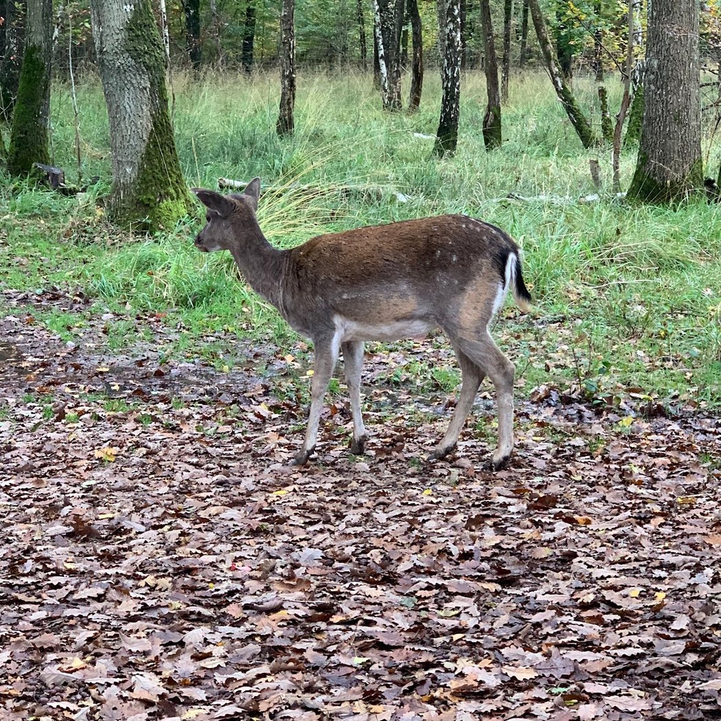 Forêt des Cerfs 3
