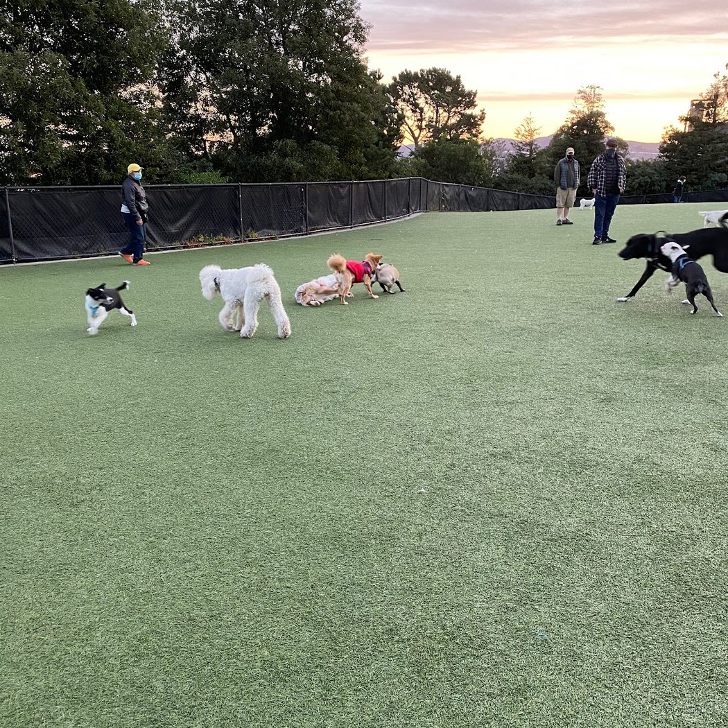 Walter Haas Dog Play Area 2