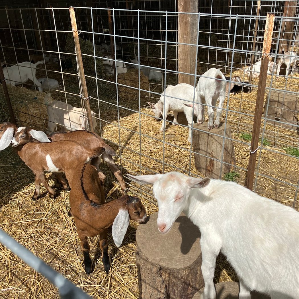 Redwood Hill Spring Farm Tours 2