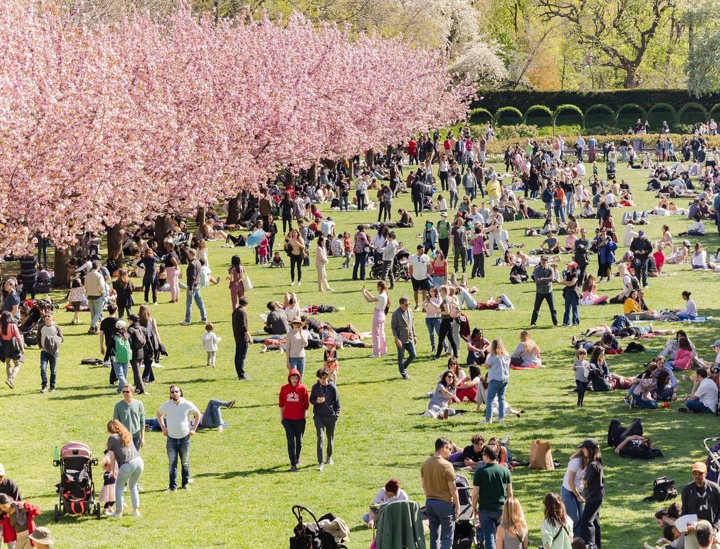 Hanami Nights 2