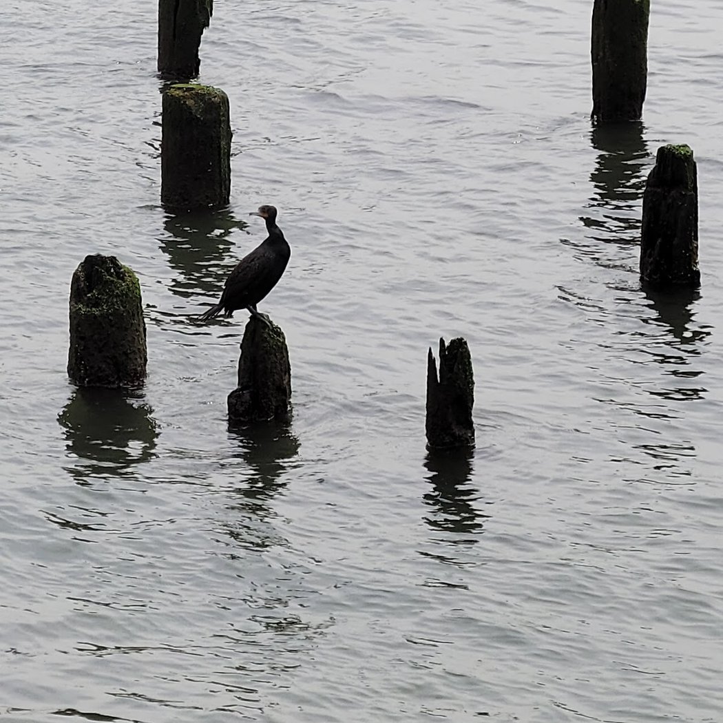 Stuyvesant Cove 1