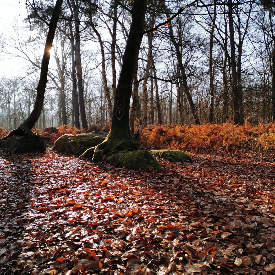 Forest of Compiègne 1