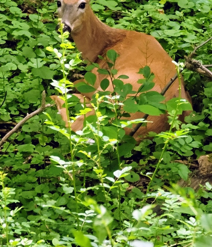 Dennings Point Trail 2