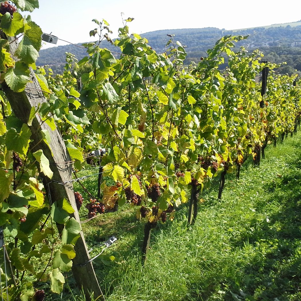 Domaine la Joyeuse - Vin AOC Moselle - Bière - Séminaires - Oenotourisme 3