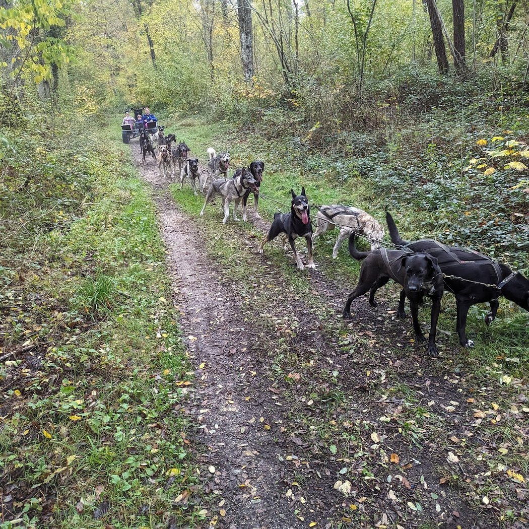 EVASION CANINE 2