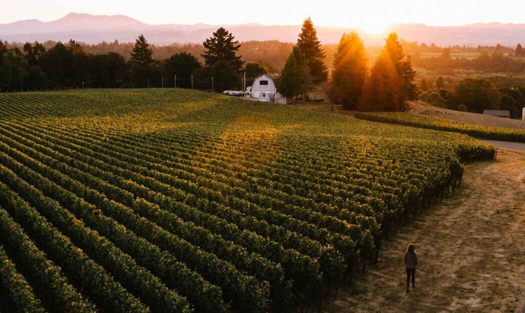 DuMOL Winery 2