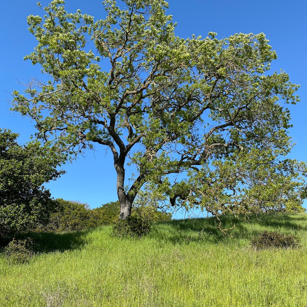 Deer Island Open Space 1
