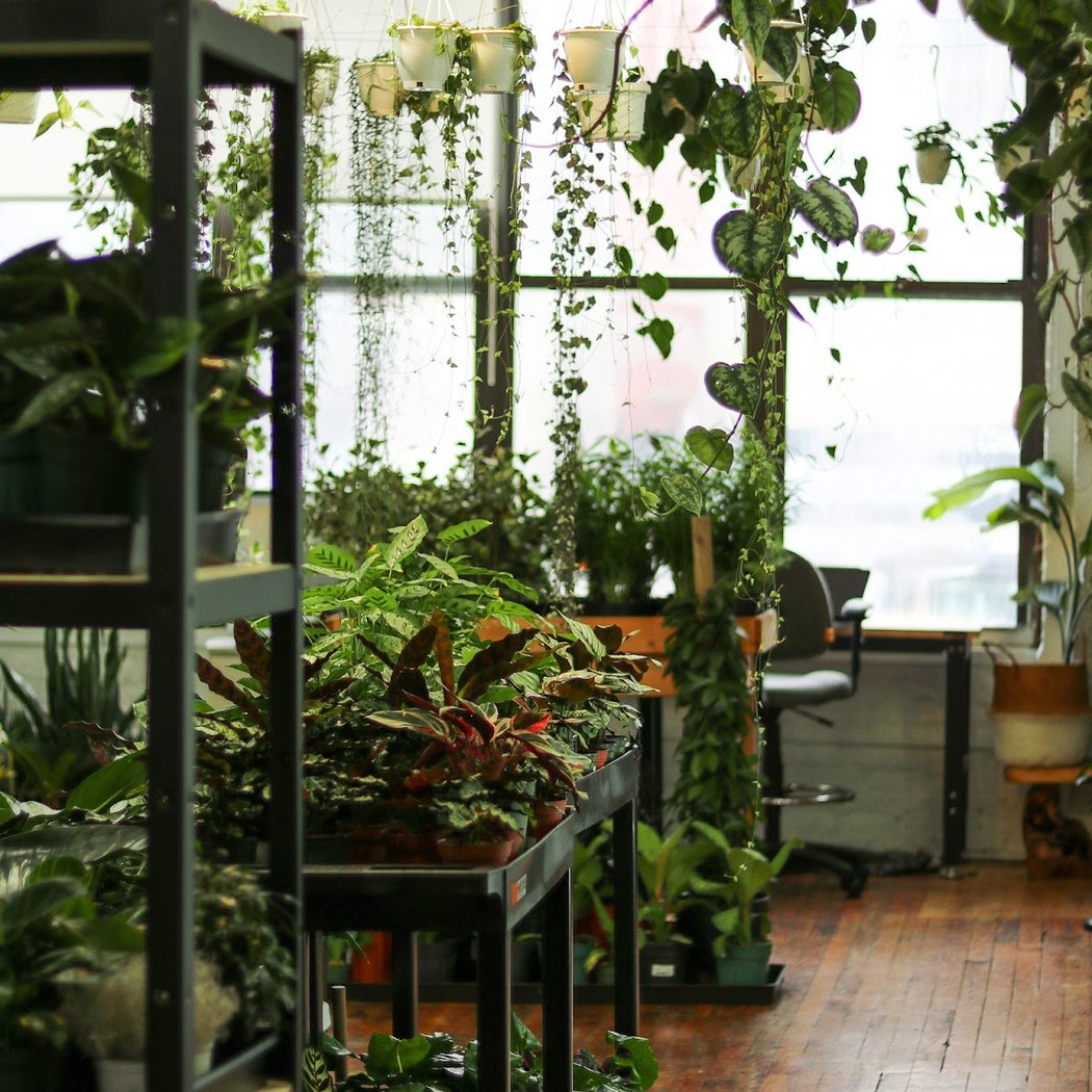 Ed's Plant Shop 2