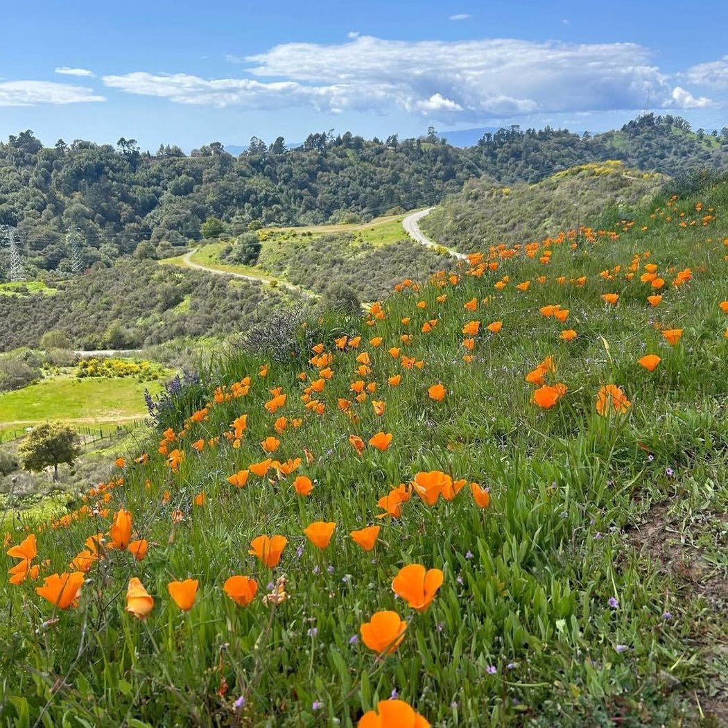 California Poppies in Bloom 1