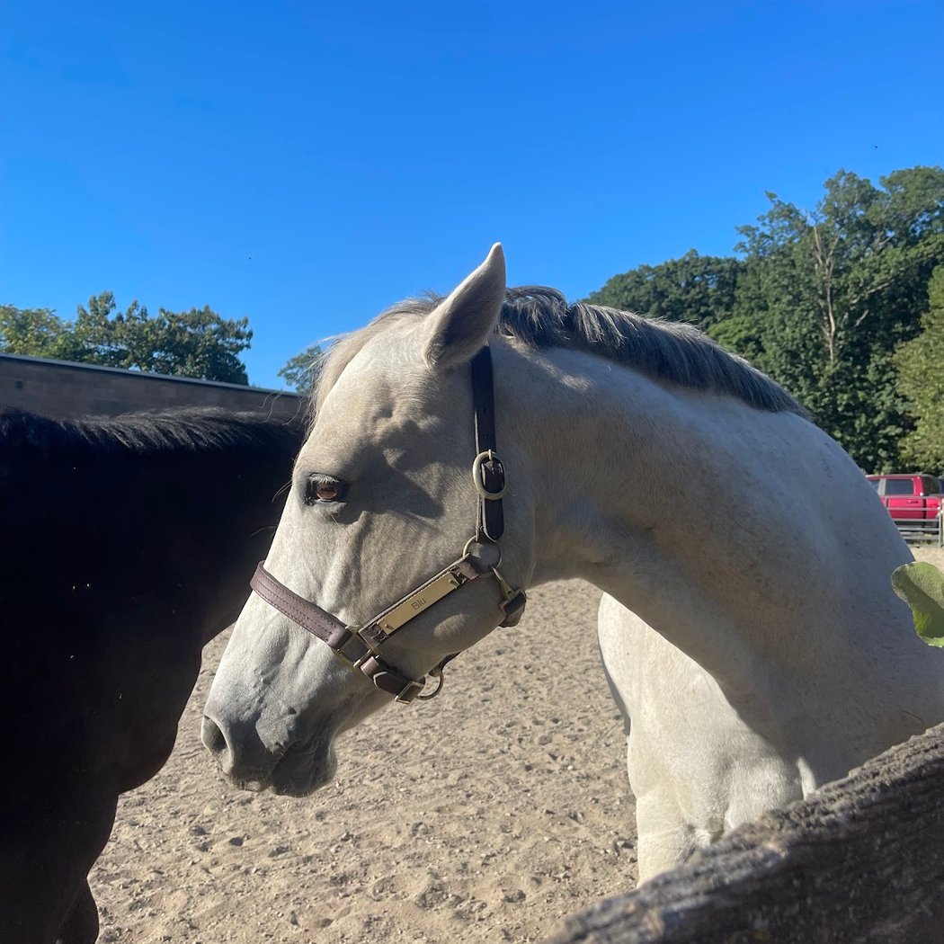 City Island Stables, Inc. 3
