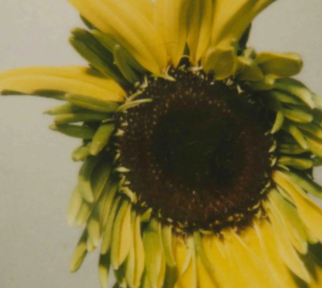 Rencontre: Les fleurs d'Araki avec Michael Lucken 1