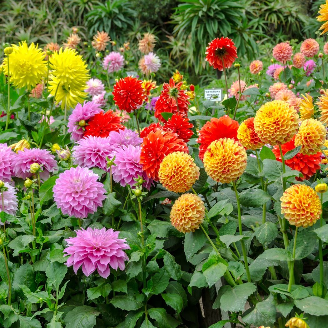 Dahlia Garden 1