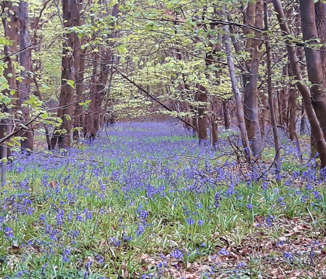 Forest of Halatte 1