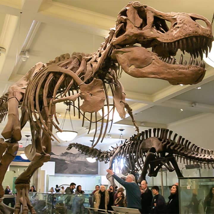 Museum of Natural History Murder Mystery & Scavenger Hunt 3