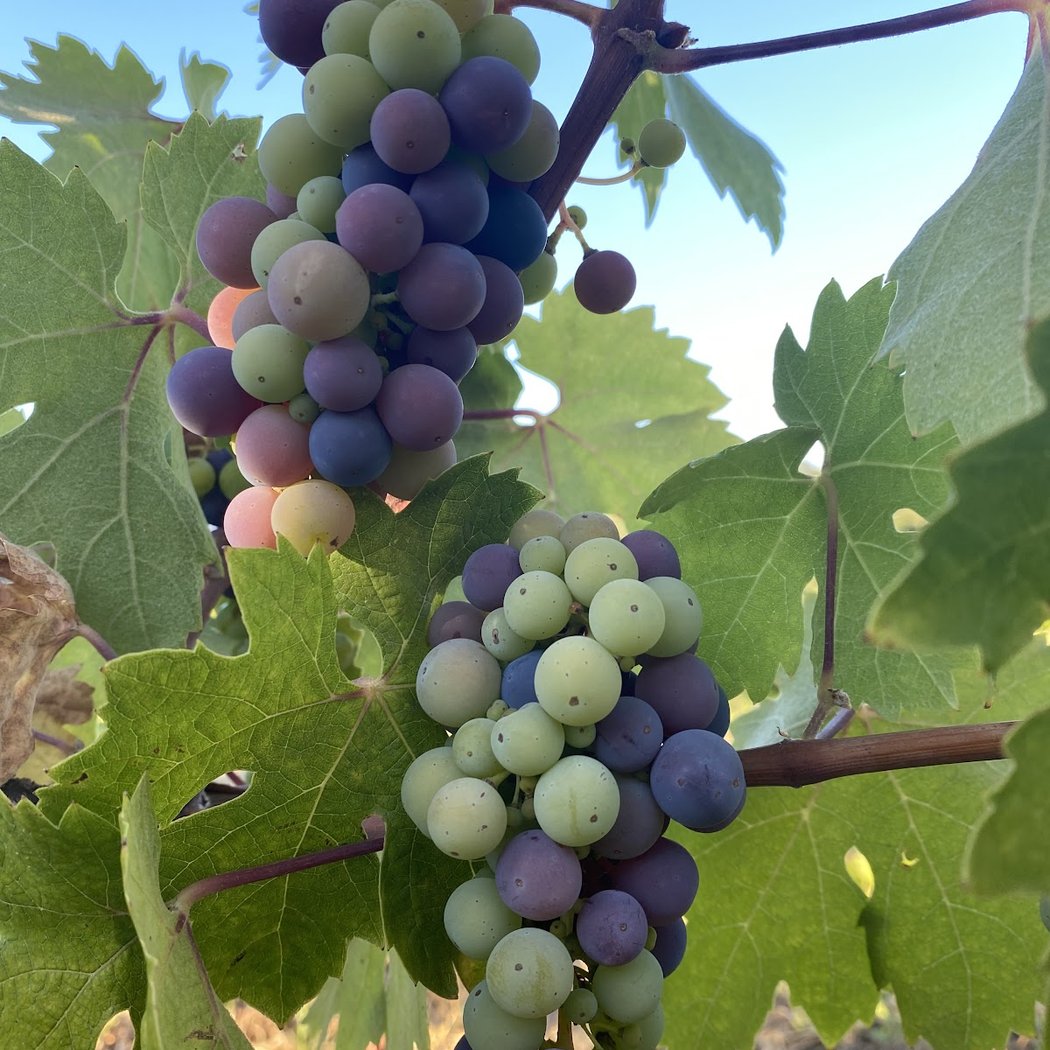 Coturri Winery (appointment only) 3