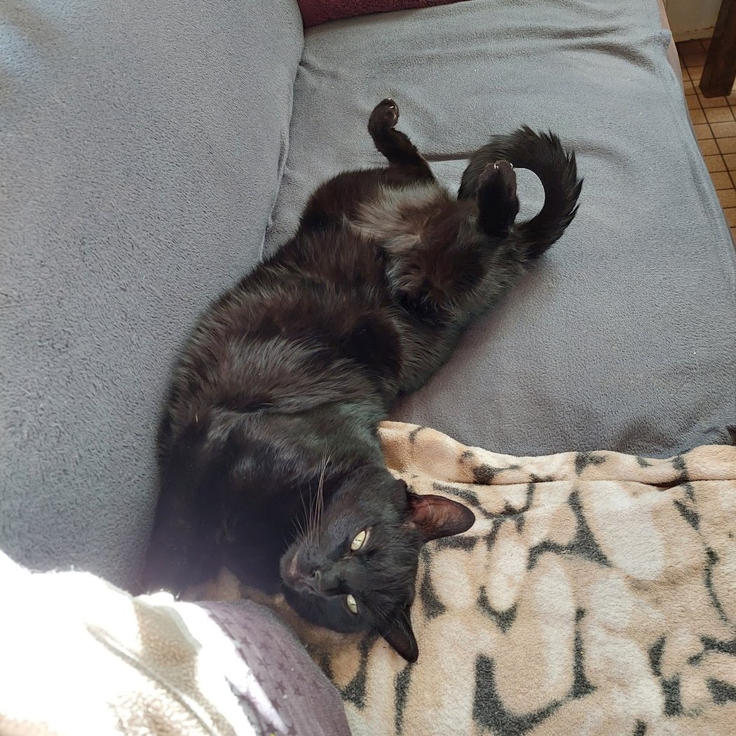 Pet's Service 44 - Pension Féline 2