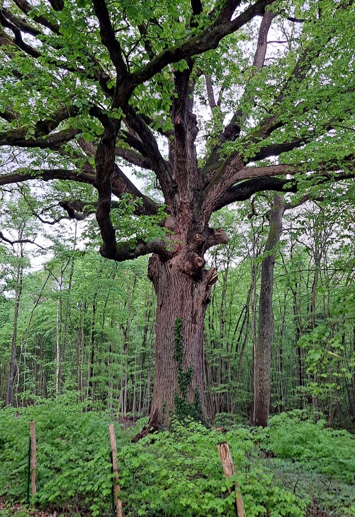 Voie verte près du Bois du château de Brou 2