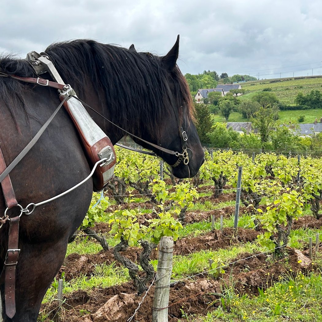 Domaine Clos de l'Epinay 2