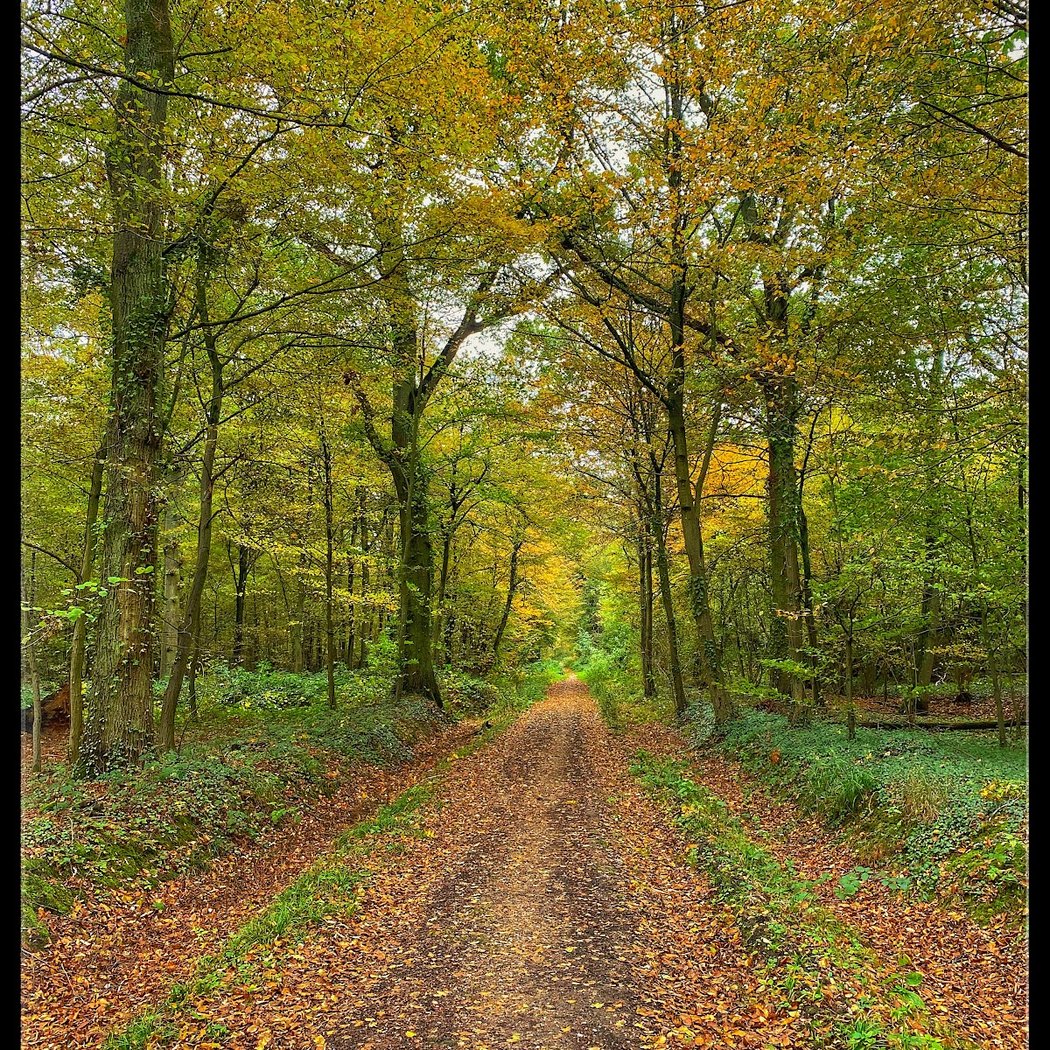 Forêt domaniale de Verrières 1