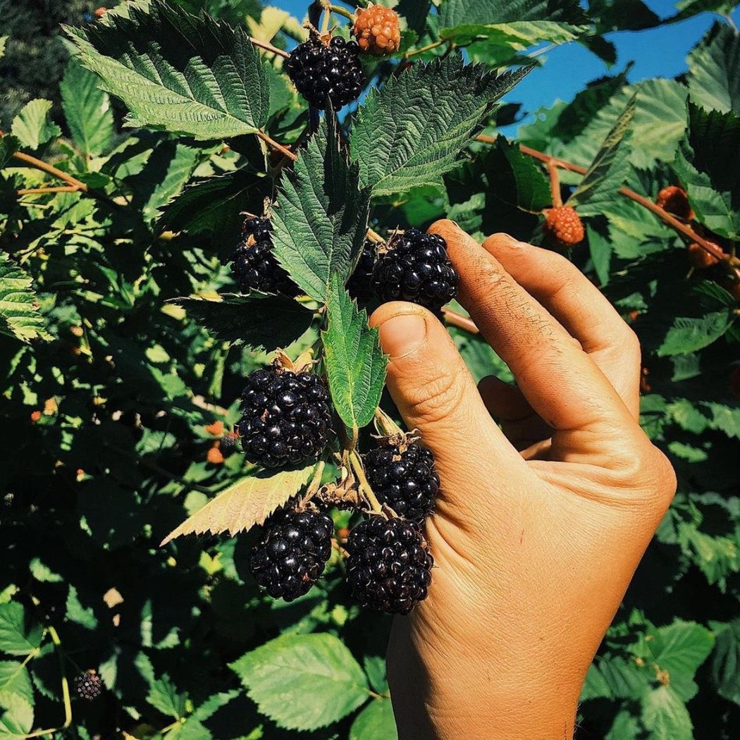 U-Pick: Blackberries! 1