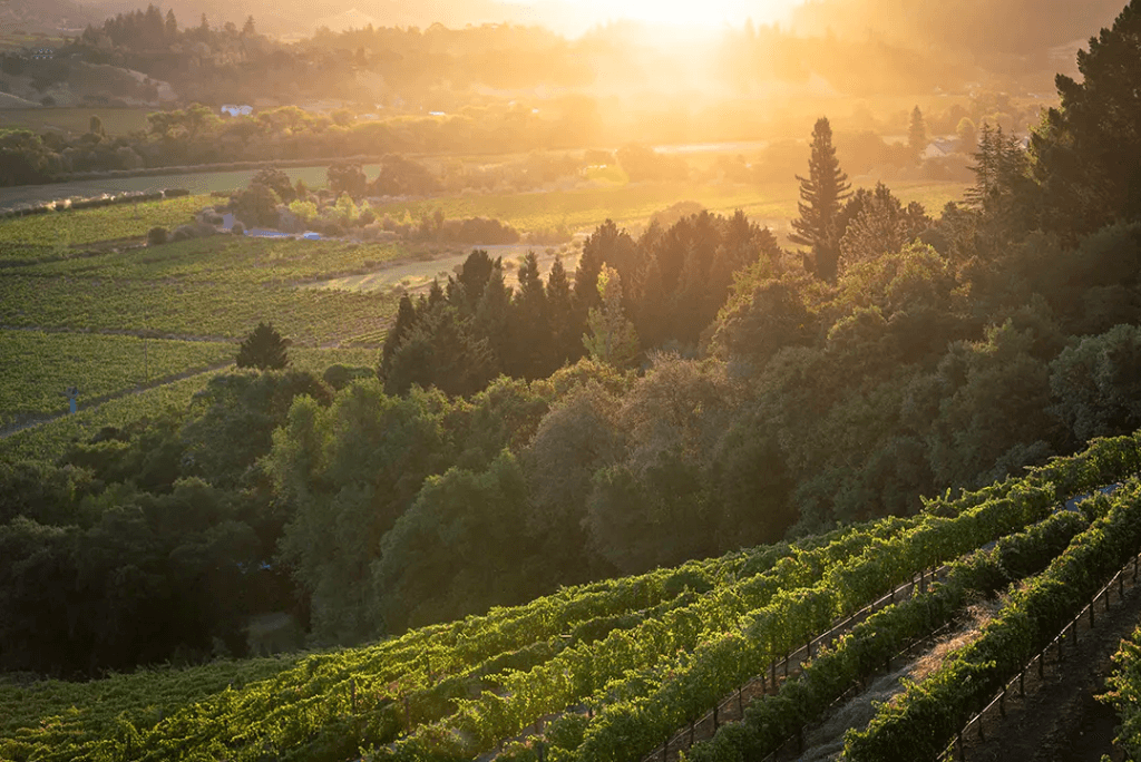 DaVero Farms & Winery 1