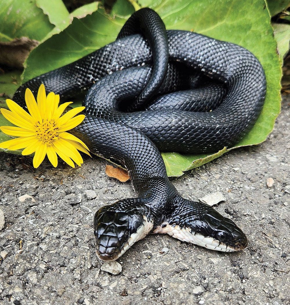 Snake Encounter 1