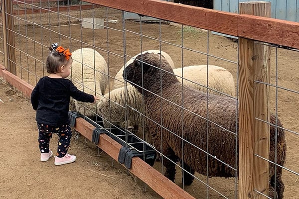 Prairie Pup Adventures: Farm Animals 3