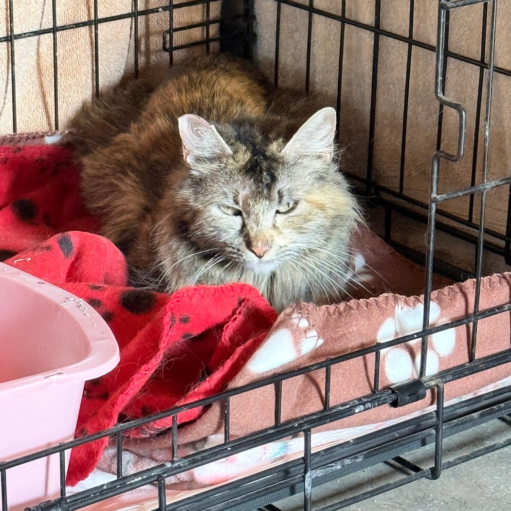 MSRPAC's Monthly Community Cat Spay/Neuter Day 3