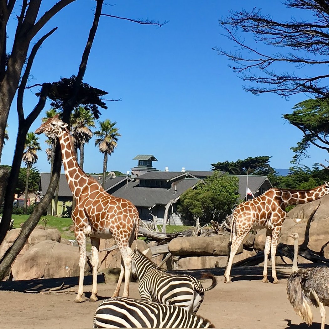 SF Zoo $5 Admission 5