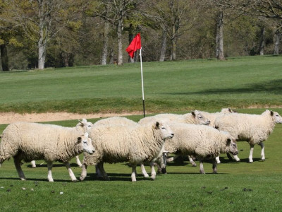 Golf De Lésigny-Réveillon 2