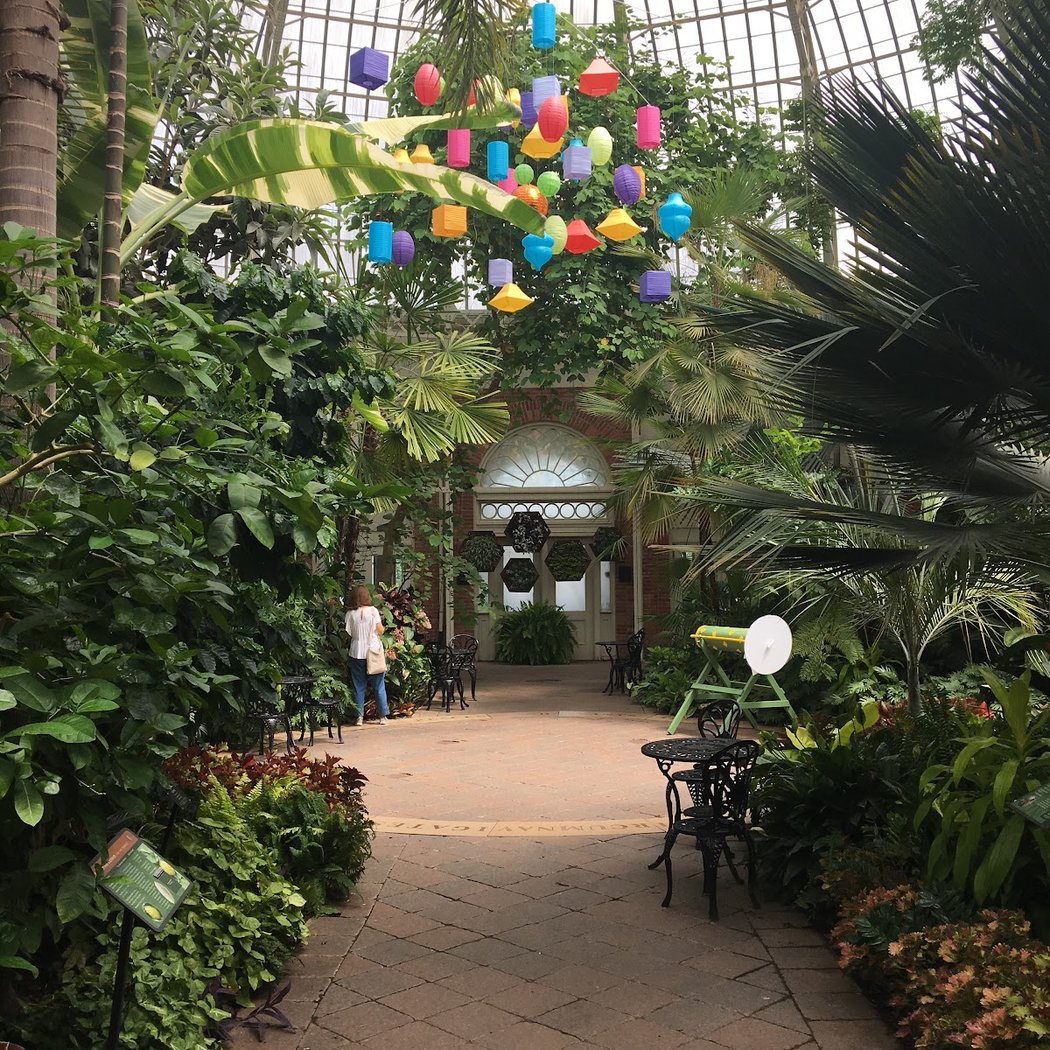 Orchid Exhibit, Color Fields and Floral Musings 3