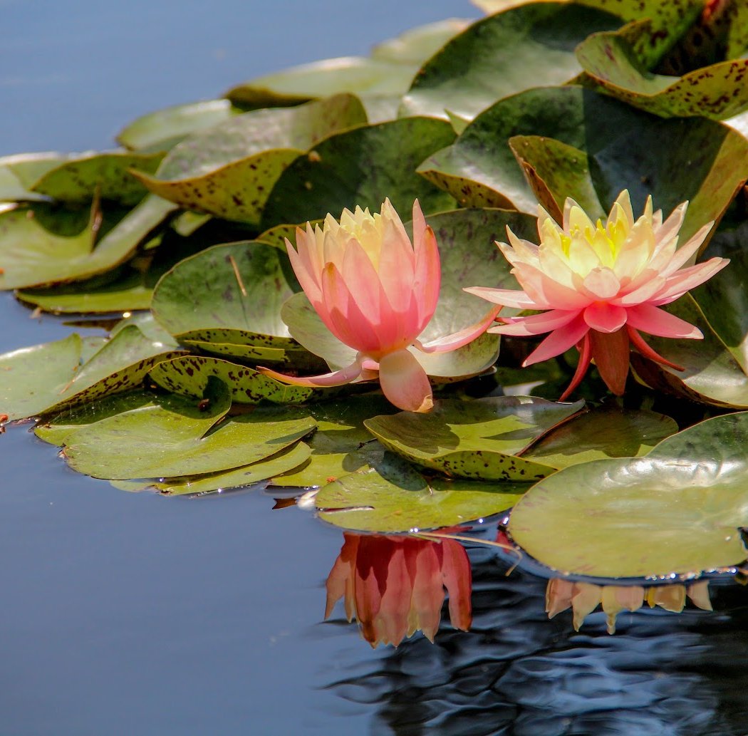 New Jersey Botanical Garden 1