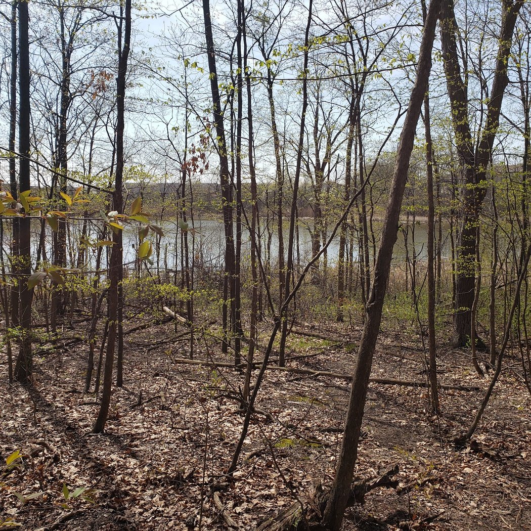 Oakwoods Nature Area 5