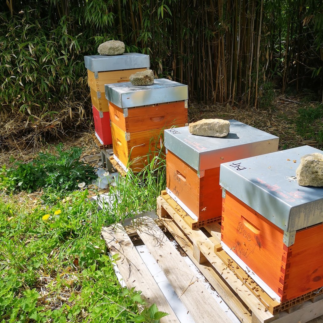Bee Api Vexin, apiculteur récoltant 2