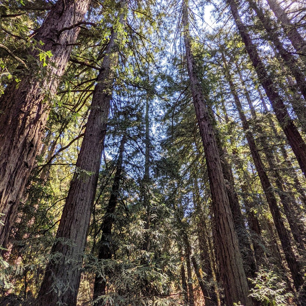 Redwood Peak 1