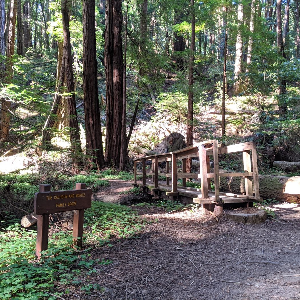 Butano State Park 3