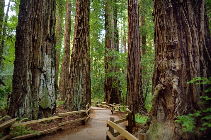 Big Bus San Francisco: Guided Muir Woods Tour 1