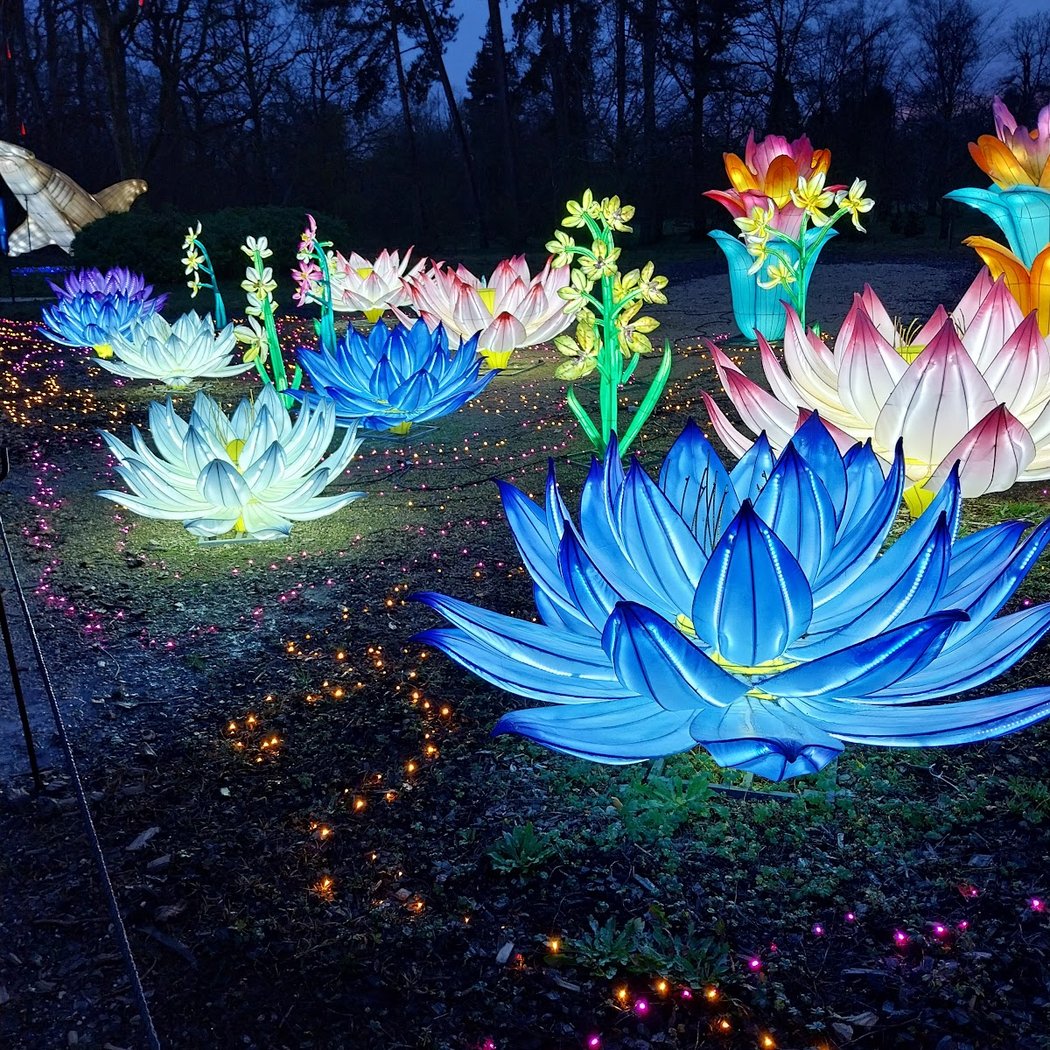 Thoiry Lumières Sauvages 2