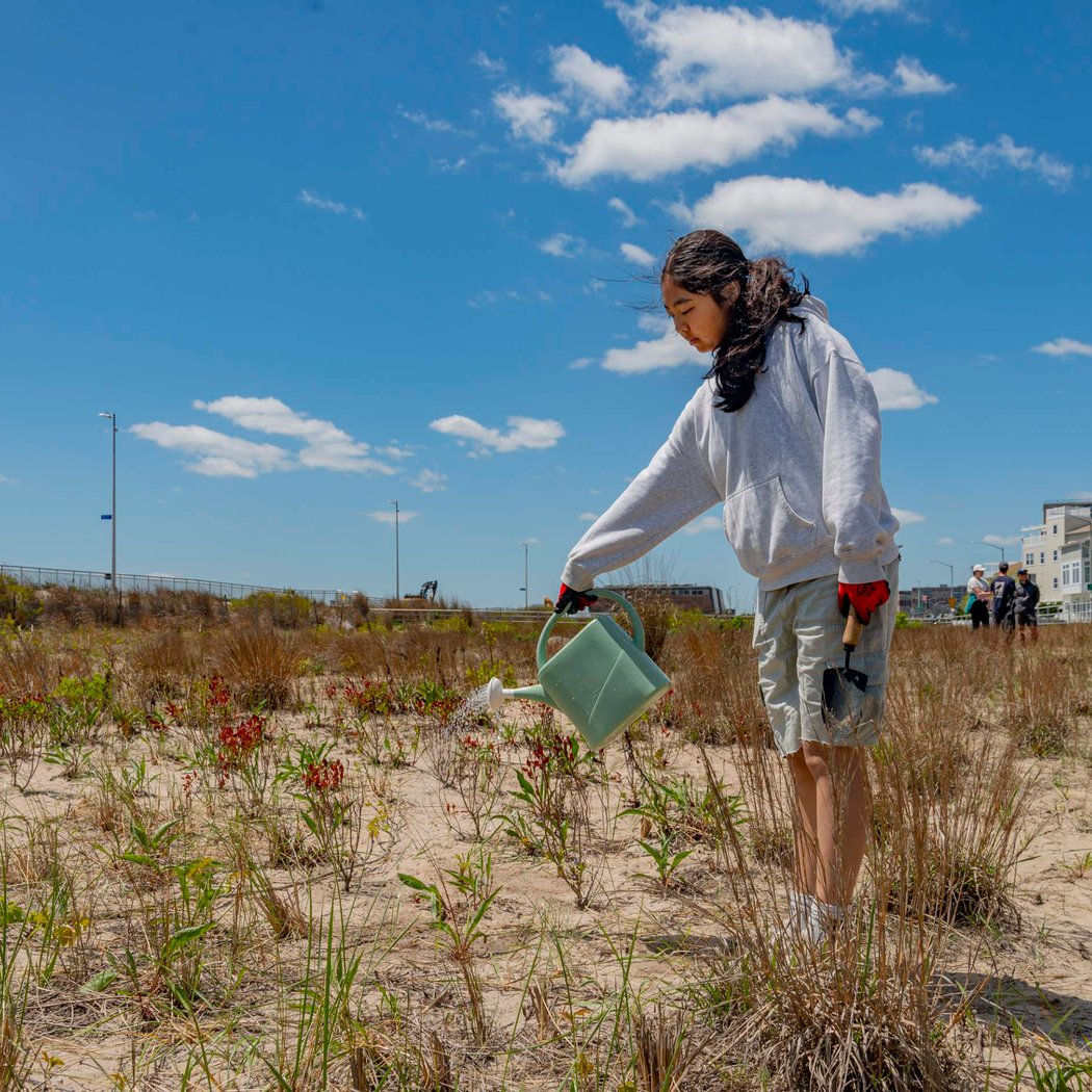 Community Planting for Greater Rockaway Coastal Resilience Plan 1