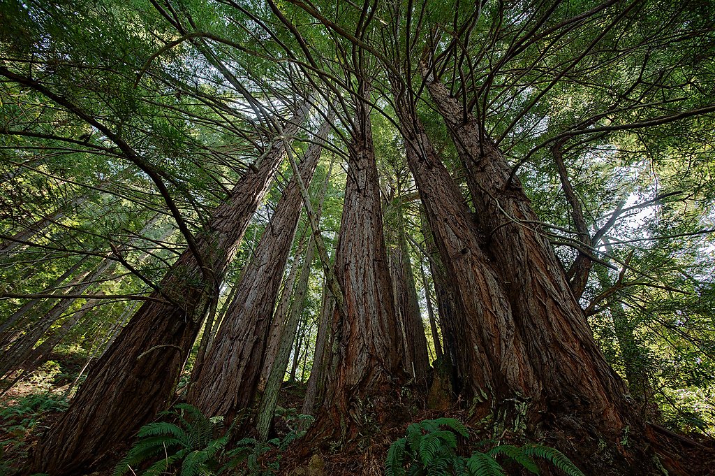 Ecology Trail 1