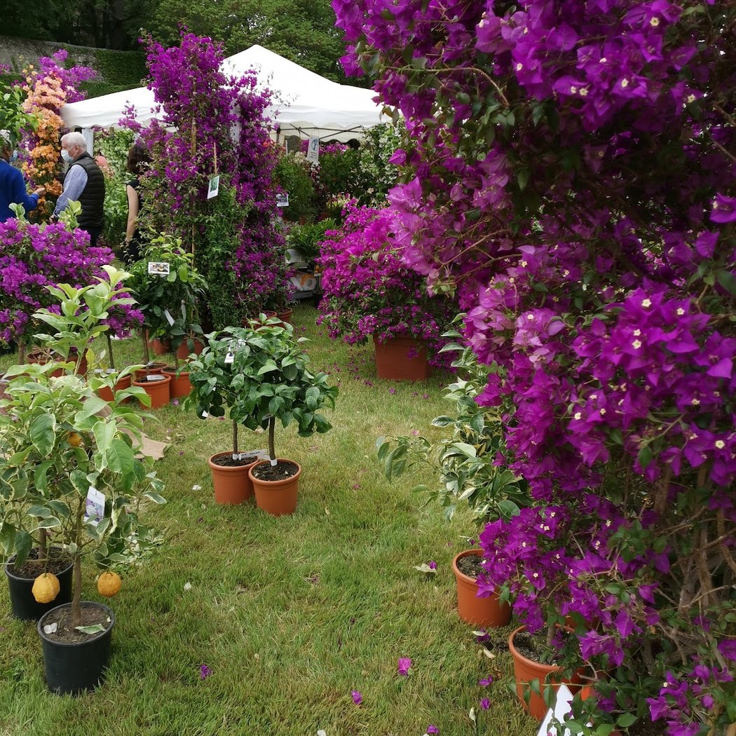 Journées des Plantes d'Albertas 1
