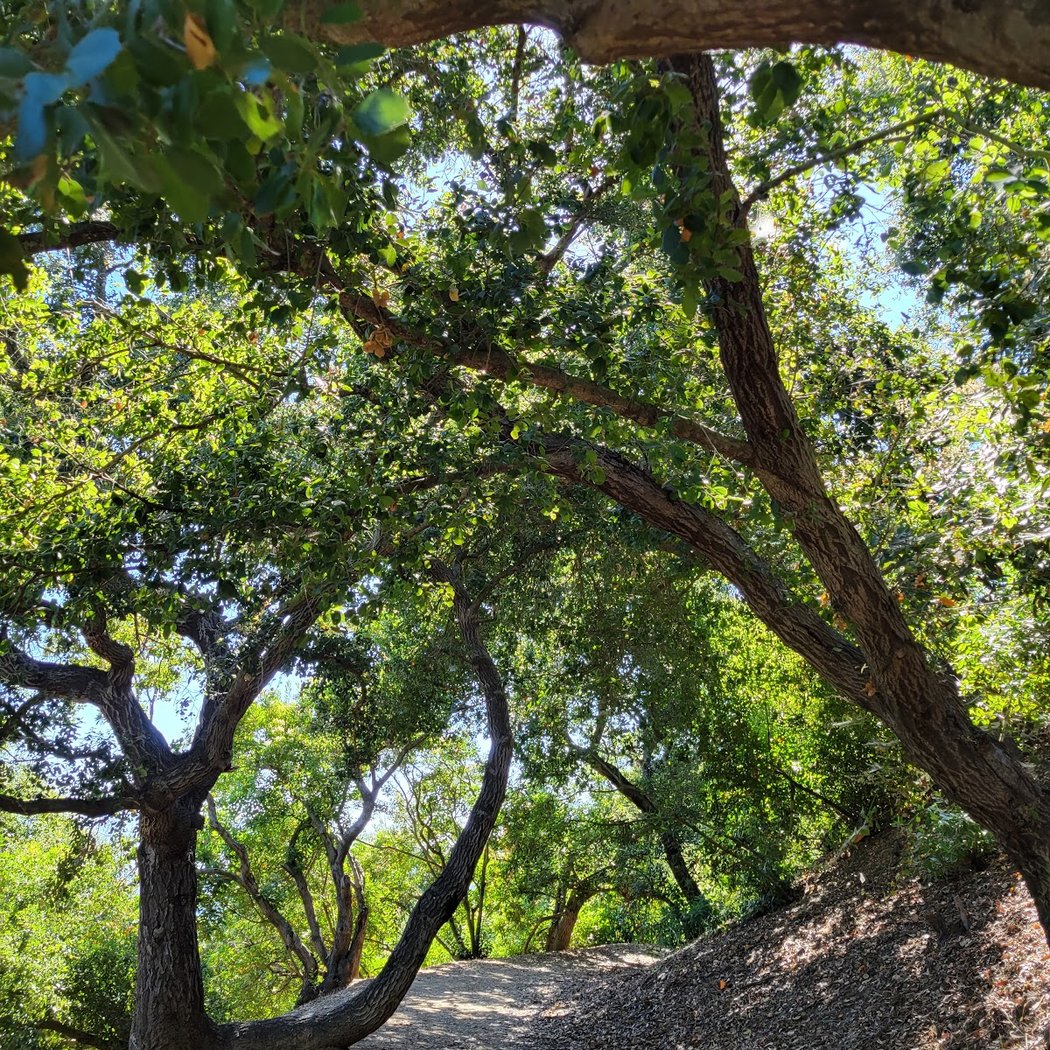 TreePeople 1