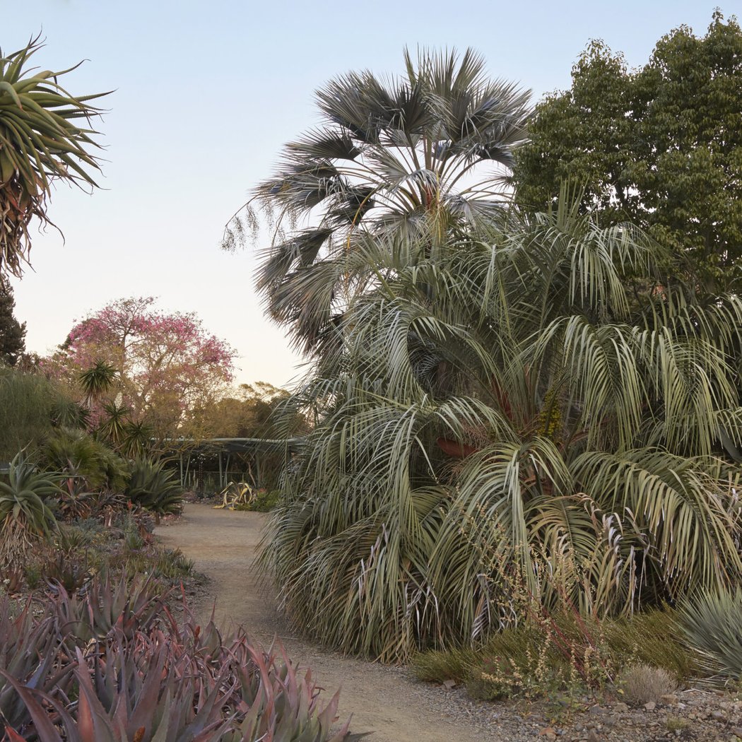 Dry Garden Botany Series - Arecaceae (Palms) and Cycads 1