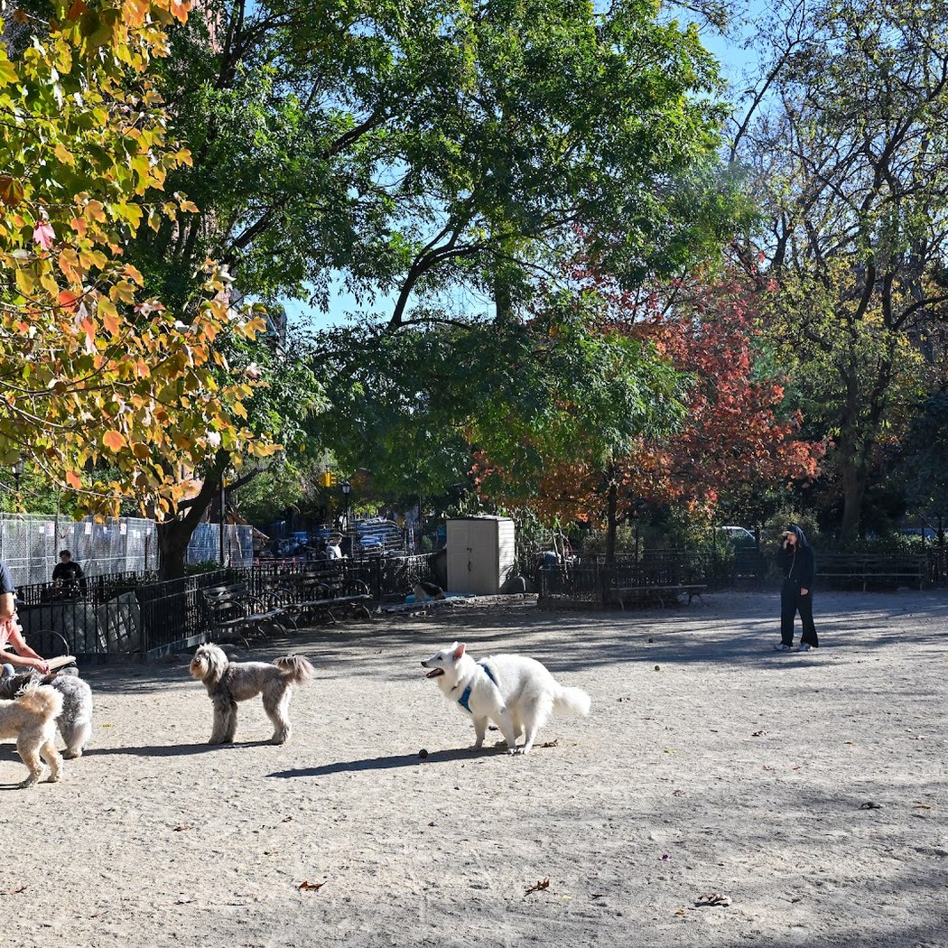 Tompkins Square Dog Run 4
